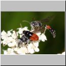 Mimesa sp - Grabwespe 04a 8mm Paar - Teverener Heide.jpg